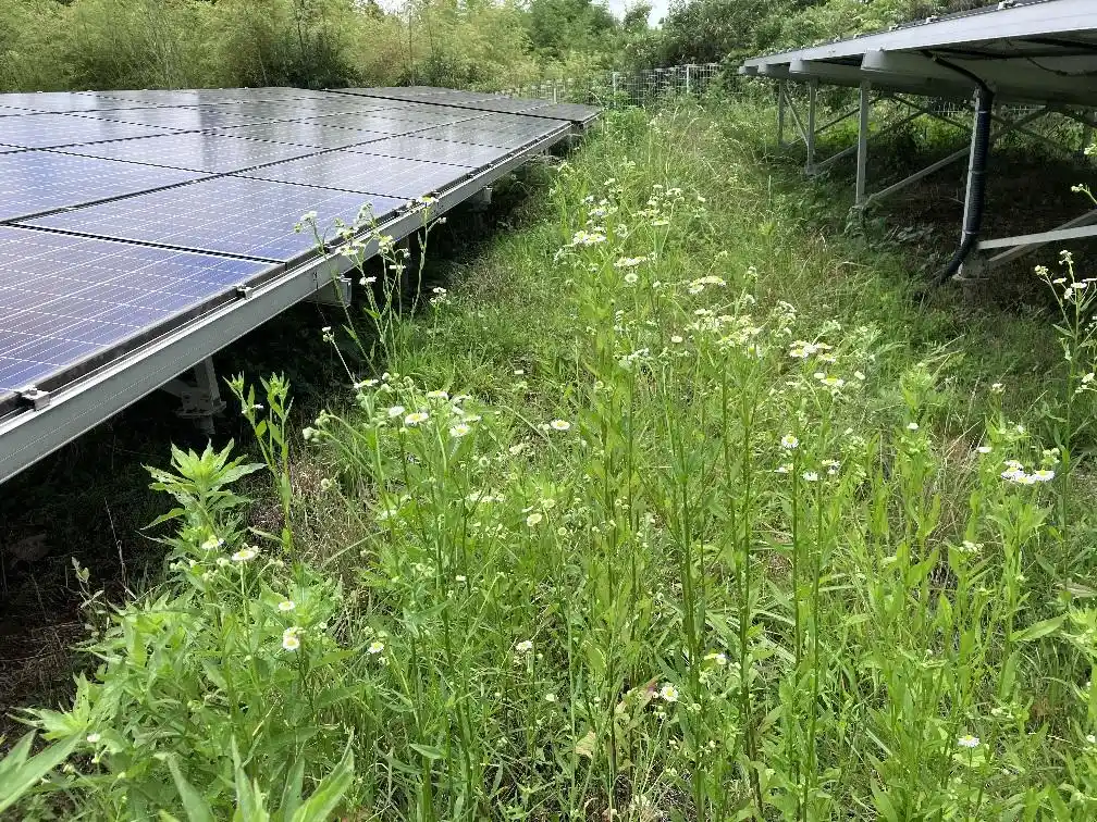 solar farm mowing